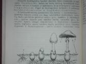 1375. Biologija Ivanauskas T. - nuotraukos Nr. 3