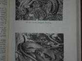 1375. Biologija Ivanauskas T. - nuotraukos Nr. 4