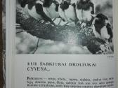 1386. Laiškai Iš Bebrų Upelio Grudzinskas L. - nuotraukos Nr. 5