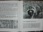 1386. Laiškai Iš Bebrų Upelio Grudzinskas L. - nuotraukos Nr. 8