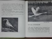 1387. Laiškai Iš Elnių Miško Grudzinskas L. - nuotraukos Nr. 4