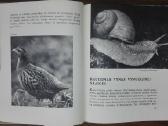 1387. Laiškai Iš Elnių Miško Grudzinskas L. - nuotraukos Nr. 7