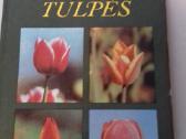 Knyga (tulpes)