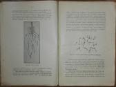 1396. Ankštiniai Augalai Krikščiūnas J. antikvarin - nuotraukos Nr. 2