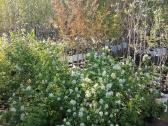 Gėlės Vilniuje. Gėlės Balsiuose - nuotraukos Nr. 12