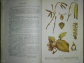 1401. Botanika Tetiurinas V. - nuotraukos Nr. 2