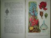 1401. Botanika Tetiurinas V. - nuotraukos Nr. 3