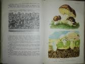 1401. Botanika Tetiurinas V. - nuotraukos Nr. 4