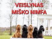 Anglų kokerspanieliai su Lkd/fci Kilmes Dokumentai - nuotraukos Nr. 7