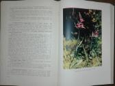 1413. Lietuvos Tsr Flora - nuotraukos Nr. 4