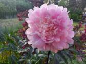Edulis superba - nuotraukos Nr. 9