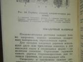1438. Сад, Цветы Васильева К. - nuotraukos Nr. 3