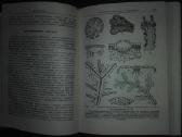1442. Водоросли, Лишайники И Мохообразные Сср - nuotraukos Nr. 7