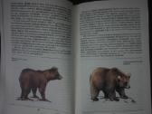 1445. *редкие И Исчезающие Животные Сосновский И. - nuotraukos Nr. 5