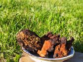 Lietuvos miškuose rinkta Chaga / Čaga - nuotraukos Nr. 4
