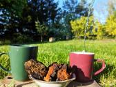 Lietuvos miškuose rinkta Chaga / Čaga - nuotraukos Nr. 5