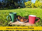 Lietuvos miškuose rinkta Chaga / Čaga - nuotraukos Nr. 2