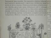 1457. Namų Ir Mokyklos Gyvasis Kampelis Sosnovskis - nuotraukos Nr. 3