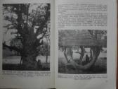 1461. Paukščiui Čiulbėti-medžiui Žaliuoti Lukaševi - nuotraukos Nr. 3