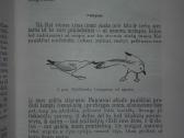 1463. Sidabrinio Kiro Pasaulis Tinbergenas N. - nuotraukos Nr. 3