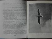 1463. Sidabrinio Kiro Pasaulis Tinbergenas N. - nuotraukos Nr. 4