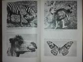 1464. Gyvūnų Migravimas Ir Plitimas Farkašas H. - nuotraukos Nr. 5