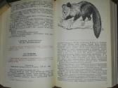 1468. Редкие И Исчезающие Животне. Млекопитающие - nuotraukos Nr. 3