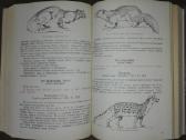 1468. Редкие И Исчезающие Животне. Млекопитающие - nuotraukos Nr. 4
