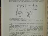 1480. Veterinarinė-sanitarinė Espertizė Ir Gyvulių - nuotraukos Nr. 3