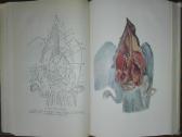 1486. Zoologijos Kursas Banikovas A. - nuotraukos Nr. 4