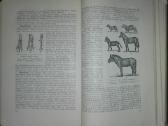 1486. Zoologijos Kursas Banikovas A. - nuotraukos Nr. 5