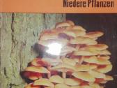 1503. Urania Pflanzenreich