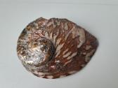 Abolonijos kriauklė, 340g, 15.5x11x2cm