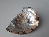 Abolonijos kriauklė, 340g, 15.5x11x2cm - nuotraukos Nr. 2