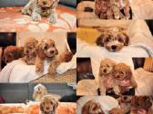 F1 Cockapoo - nuotraukos Nr. 4