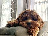 F1 Cockapoo - nuotraukos Nr. 2