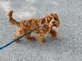 F1 Cockapoo - nuotraukos Nr. 3