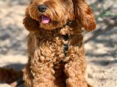 F1 Cockapoo - nuotraukos Nr. 5