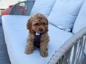 F1 Cockapoo - nuotraukos Nr. 6
