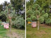 Gyvatvorių karpymas, žeminimas, formavimas - nuotraukos Nr. 27