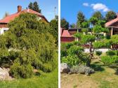 Gyvatvorių karpymas, žeminimas, formavimas - nuotraukos Nr. 29