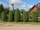 Gyvatvorių karpymas, žeminimas, formavimas - nuotraukos Nr. 32