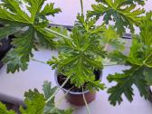 Kvapioji pelargonija ( Jeronimas)