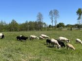 Ėriukai pirkimui arba rezervavimui