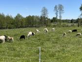 Ėriukai pirkimui arba rezervavimui - nuotraukos Nr. 2