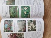 Dekoratyvinių medžių ir krūmų enciklopedija - nuotraukos Nr. 3