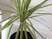 Dracena Marginata