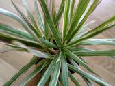 Dracena Marginata - nuotraukos Nr. 2