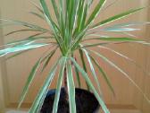 Dracena Marginata - nuotraukos Nr. 3