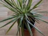Dracena Marginata - nuotraukos Nr. 4